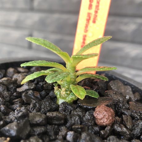 希少‼︎ dorstenia gigas《S size》littmon  seed🌱（実生株）※今季成長&枝振りに期待できる将来有望人気者ギガス※mad black pot植え