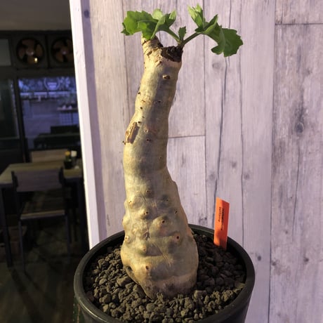 cyphostemma  betiforme《M  size》ボコボコが堪らない‼︎大変人気なベティフォルメ　※mad black pot植え