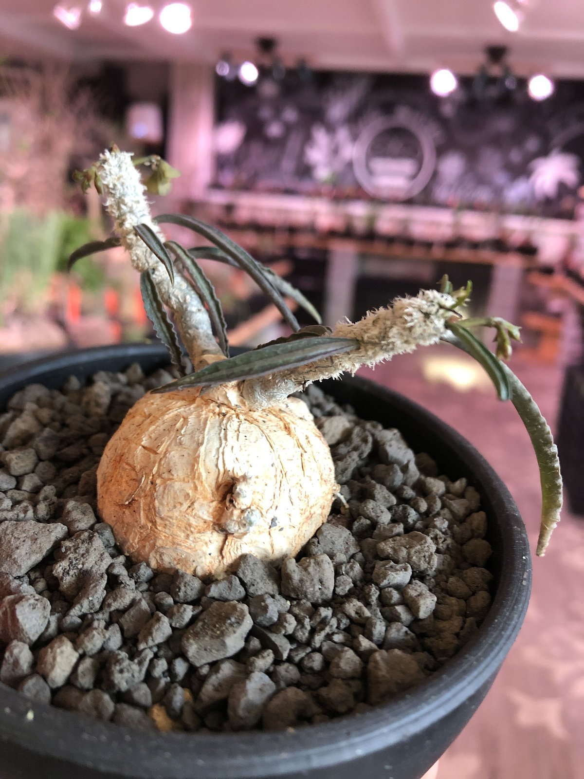 euphorbia waringiae《 M size》※現地球発根済株※店主国内管理3年株