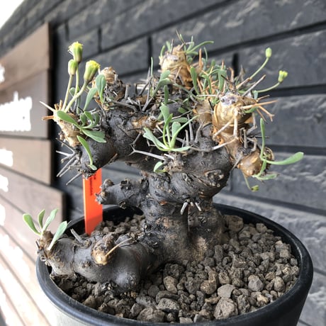 othonna  euphorbioides《L L size》※現地球発根後店主国内管理4年株※大きくどっしり構えの良balance樹形※mad black pot植え