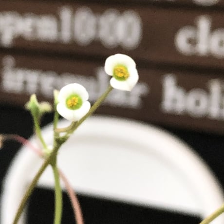 euphorbia  fishbone《 M size》※現地球発根後店主国内管理4年株（店主私物株②）※激希少‼︎今や流通少なきフィッシュボーン※mad black pot植え
