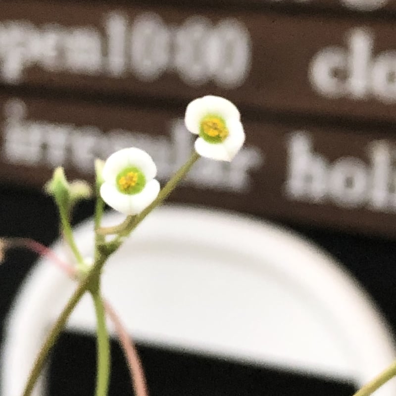 ユーフォルビア・イポメア ボルジアーナ】 現地球発根活着済み