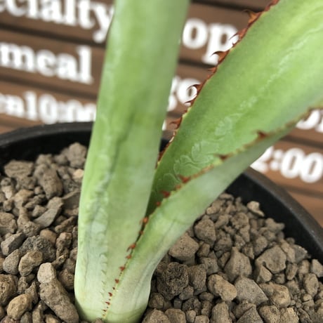 agave  bovicornuta《大きめS size》※発根済株※長短のある赤棘が交互に生える希少性高きボビコルヌータ※mad black pot植え