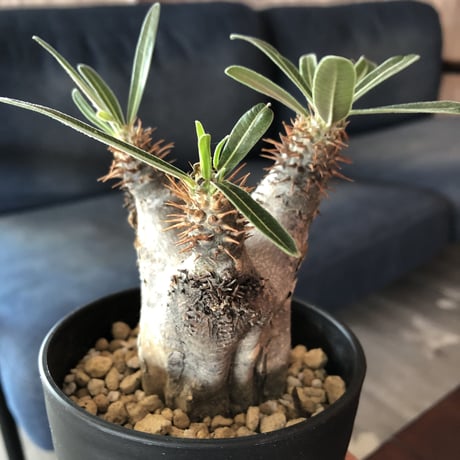 packypodium    gracilius《S size》発根済み株‼︎