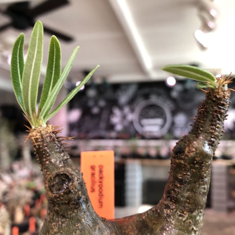 pachypodium  gracilius《大きめS size》希少ニ頭枝＆現地焼け※現地球発根済株※店主国内管理2年株※現地焼けのcharm pointが愛くるしい※mad black pot植え