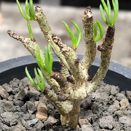tylecodon buchholzianus《S size》※現地球株発根済※コンパクトで良樹形balanceなかわいい一株※black pot植え