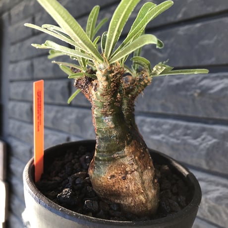 pachypodium gracilius《大きめS size》希少green肌&W-he'd株※現地球発根後店主国内管理3年株※極グリーン肌wild良樹形※mad black bowl pot植え