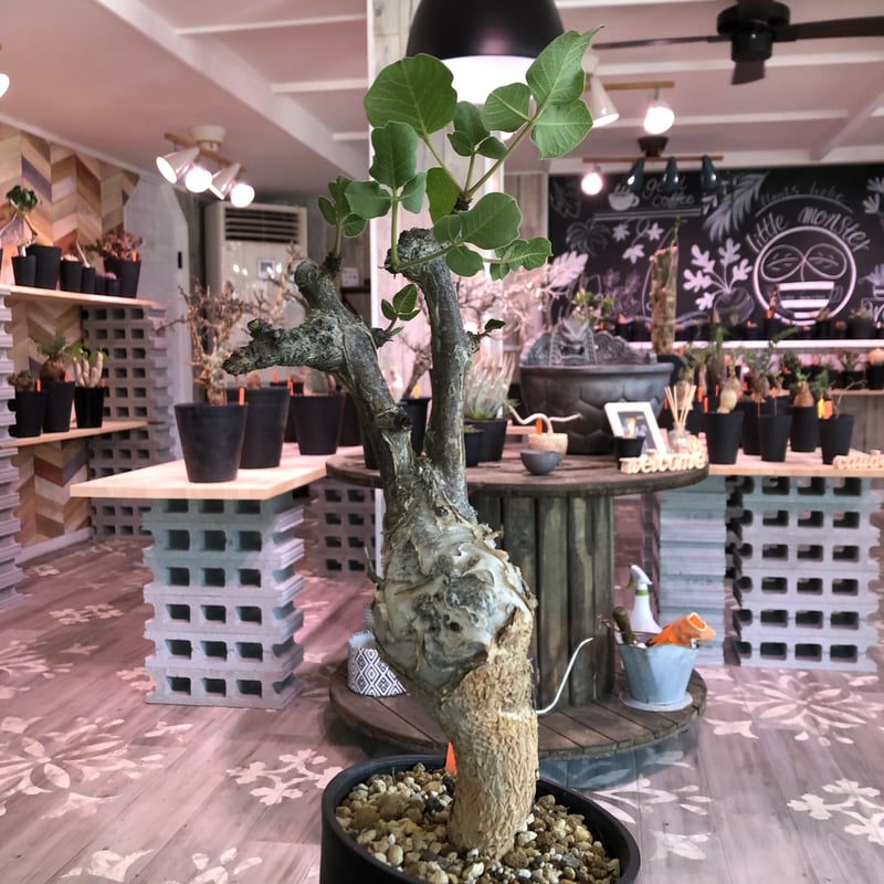 commiphora guidotti《L size》 | plants holic