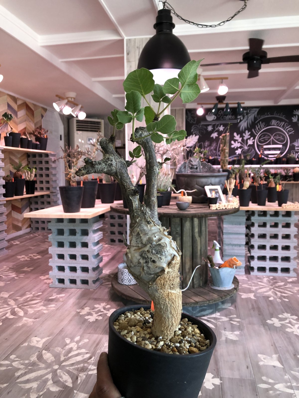 commiphora guidotti《L size》 | plants holic commiphora guidotti《L size》 | plants holic