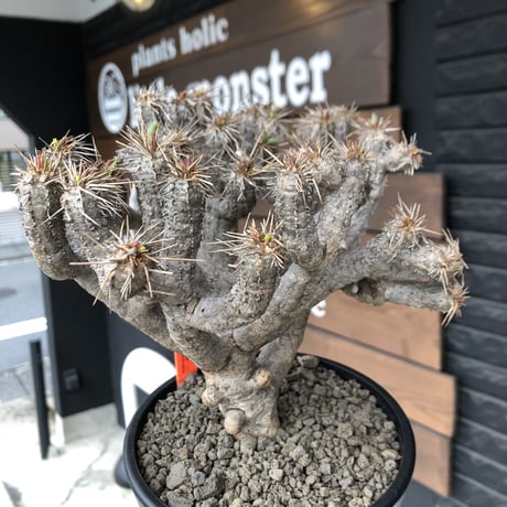 euphorbia  guillauminiana《大きめL size》※現地球発根済株※店主国内管理4年株※溶岩質土壌育ちの現地球株らしい表皮＆厳つい極太幹が◎※mad black pot植え