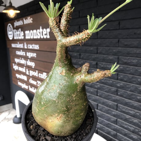 pachypodium gracilius《L size》希少green肌&ぼってり樹形※現地球発根後店主国内管理5年株※大変綺麗でbigなツル肌グラキ※mad black bowl pot植え