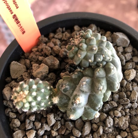 copiapoa   hypogaea《大きめM size》※現地球カキ仔自根株（子株付き）※店主国内管理2年株※良き肌質に優しい黒棘がwild且つ魅力的なヒポガエア※mad black pot植え