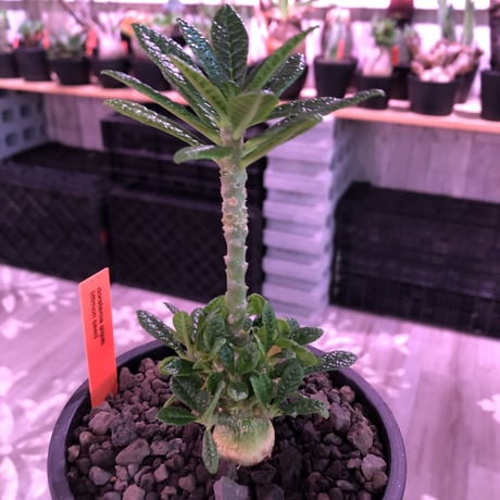 希少 dorstenia   gigas《M size》littmon  seed🌱4年株※大変良きぼってり株元＆良樹形balanceの将来有望ギガス※mad black pot植え