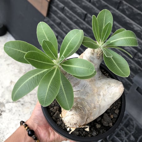 pachypodium  eburneum《L size》※現地球株発根済※メクれ上がった味深き表皮に美しい白肌とのコントラストが堪らない‼︎※mad black bowl pot植え