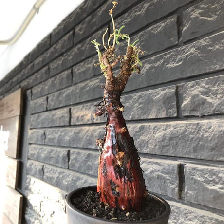mestoklema tuberosum《L  size》※現地球発根後店主国内管理4年株※より赤肌強き個体となり味深き表皮が堪らなく冬季も動く唯一無二な希少灌木※mad black pot植え