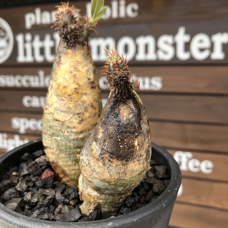 pachypodium  gracilius《M size》希少‼︎w-he'd＆現地焼け株※現地球発根後店主国内管理2年株※良樹形バランスを持ち良きサイズ感※mad black pot植え