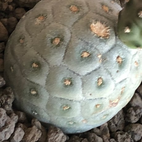 tephrocactus geometricus 《M size》※現地球株カキ仔発根済※③丸々とかわいく綺麗な玉型維持のカキ仔※black bowl pot植え