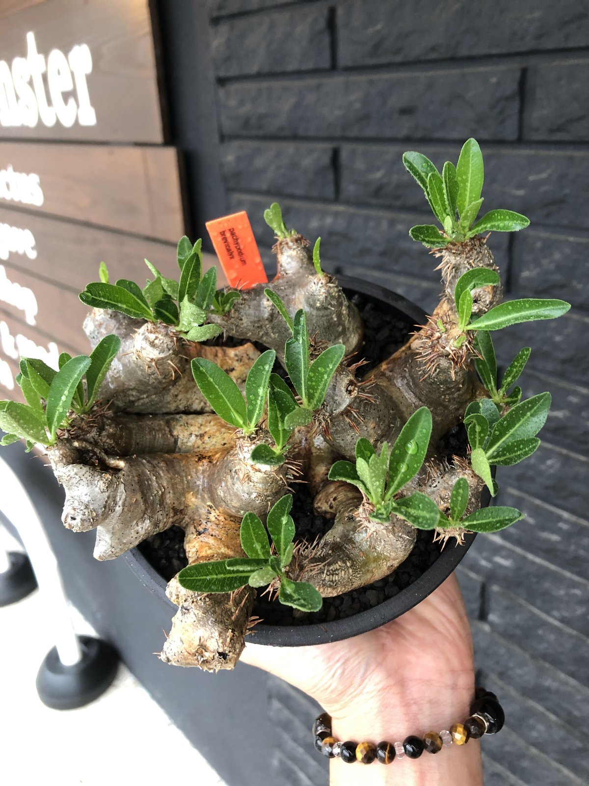 pachypodium brevicalyx《L size》※現地球発根後店主国内管理5年 pachypodium brevicalyx《L size》※現地球発根後店主国内管理5年