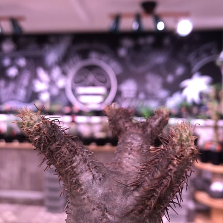 packypodium  gracilius《S  size》※現地球発根済株‼︎※小振りでもbalance良きかわいい樹形‼︎※mad black bowl pot植え