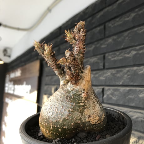 pachypodium gracilius《M size》極‼︎低重心ぼってり樹形※現地球発根後店主国内管理3年株※岩肌に当たり育った傷跡を持つぼってり樹形※mad black pot植え