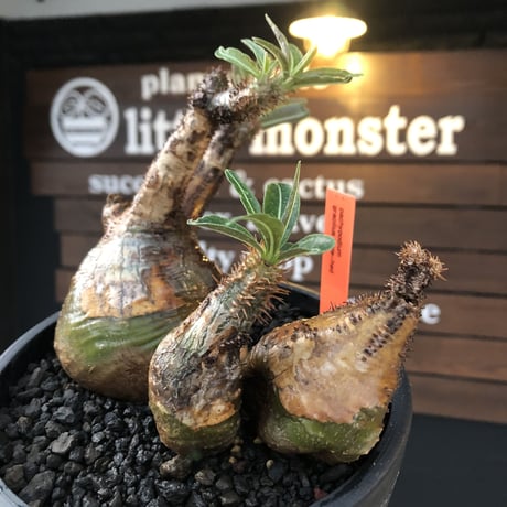 pachypodium gracilius 《L size》希少‼︎green肌&極現地焼け3-he'd株※現地球発根後店主国内管理3年株※全てが堪らない低重心3分頭※black bowl pot植え