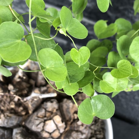 dioscorea elephantipes アフリカ亀甲竜《大きめL L size》大株※現地球発根後店主国内管理18年株※好きな方には堪らないwildすぎる出立ち※mad white 浅鉢植え