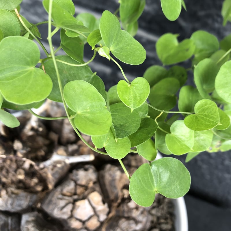 dioscorea elephantipes アフリカ亀甲竜《大きめL L size》大株 dioscorea elephantipes アフリカ亀甲竜《大きめL L size》大株