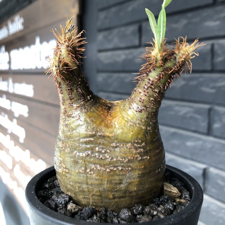 packypodium  gracilius《小さめM size》希少二頭枝※現地球発根済株※店主国内管理2年株※かわいすぎる二頭枝‼︎成長楽しみなサイズ感＆ぼってり株※mad black pot植え