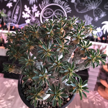 euphorbia  guillauminiana《L size》※現地球発根済株※細枝多数のwildさ繊細さ＆美しさの二面性持つ現地球株らしさ全開株※mad black pot植え