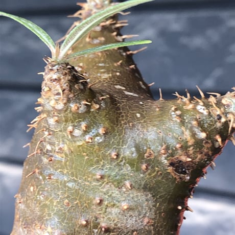 pachypodium gracilius《S size》※希少‼︎green肌&赤棘株※現地球発根後店主国内管理2年株※くっきりしたカラーに赤棘を持つ一株※mad black pot植え