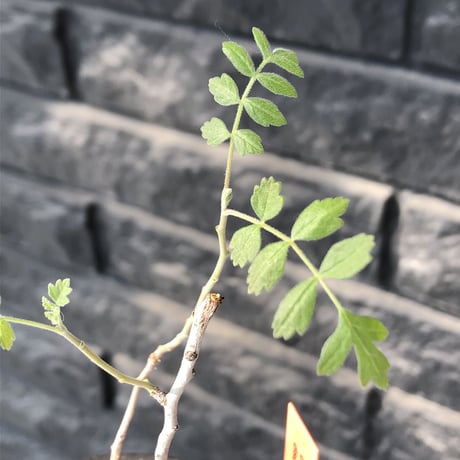 pachycormus discolor 象の木 littmon  seed🌱 《5年株》※成長極遅いなか美しく立派に育ってくれた繊細な一株※mad black bowl pot植え