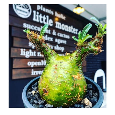 pachypodium  gracilius《M size》驚愕‼︎激希少株※現地球発根後店主国内管理2年株※greenを通り越したヤバすぎる渾身の一期一会株※mad black pot植え