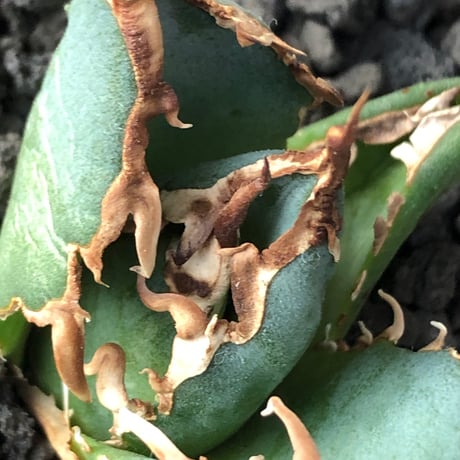 agave titanota  白鯨陽炎type《S size》※現地球株発根済 ④※唸り良き鋸歯に幅広肉厚タイプ※black pot植え
