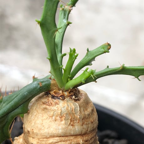 euphorbia micracantha《M size》※現地球株発根済※細く無数に生える長めの棘を持つどっしり構えの男前な一株※black bowl pot植え