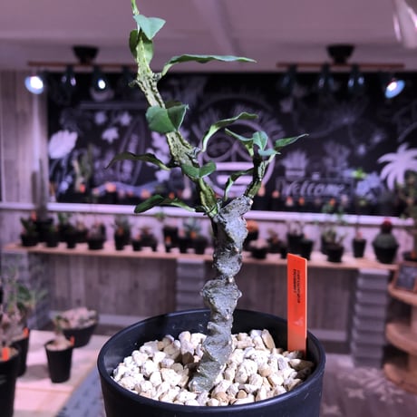 ceropegia  bosseri《M size》