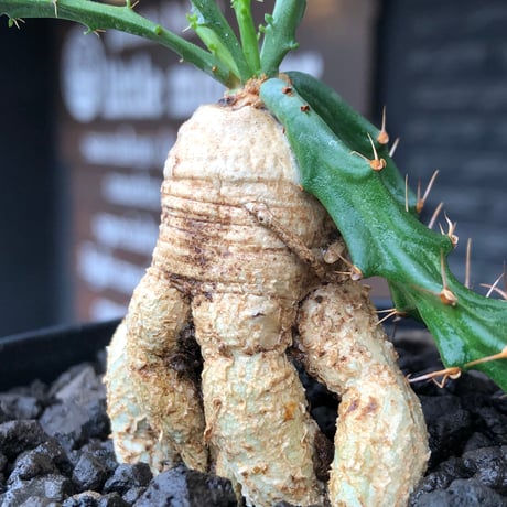 euphorbia micracantha《M size》※現地球株発根済※細く無数に生える長めの棘を持つどっしり構えの男前な一株※black bowl pot植え