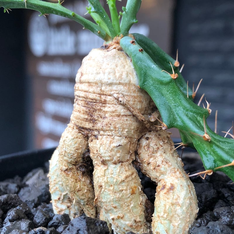 euphorbia micracantha《M size》※現地球株発根済※細く無数に