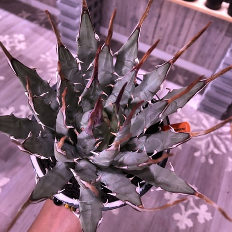 agave    utaensis  var, eborispina《L L size》※驚愕極美株※抜群にwild且つ美しいエボリスピナ‼︎※mad black marble bowl pot植え