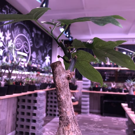 adenia  heterophylla 《M size》※成熟すると赤い梨に似た形の果実ができ、蝶の様な葉がかわいい‼︎※mad black pot植え