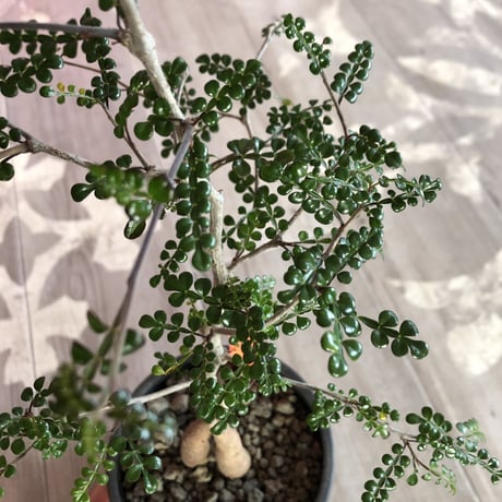 opercullicarya   decaryi《littmon seed 🌱4年株》mad black pot植え