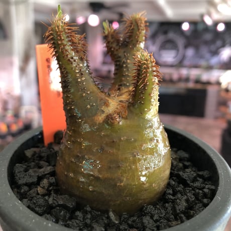 pachypodium gracilius《S size》激希少‼︎極green肌 &赤棘※現地球発根済株※店主国内管理2年株※極weight低き短枝ぼってり樹形※mad black pot植え