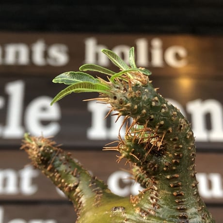 packypodium  gracilius《小さめM size》希少‼︎極green肌※現地球発根済株※店主国内管理4年株※大変ぼってり樹形且つ極green肌株※mad black pot植え
