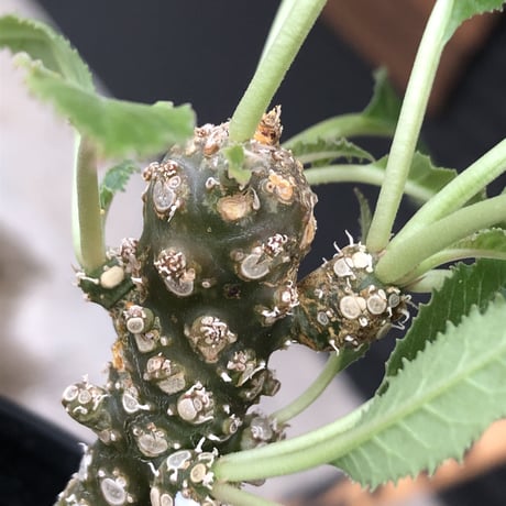dorstenia   lavrani《M size》希少‼︎綺麗過ぎるgreen‼︎