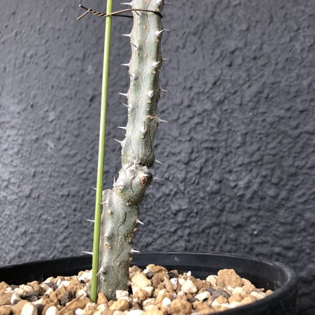 alluaudia   procera《亜竜木》