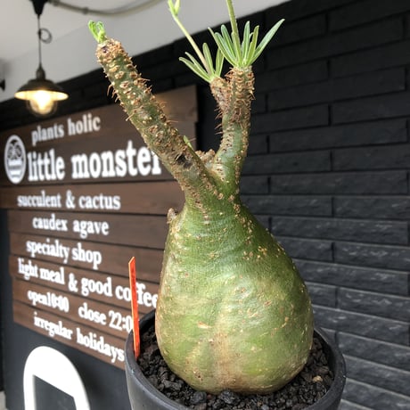pachypodium gracilius《L size》希少green肌&ぼってり樹形※現地球発根後店主国内管理5年株※大変綺麗でbigなツル肌グラキ※mad black bowl pot植え