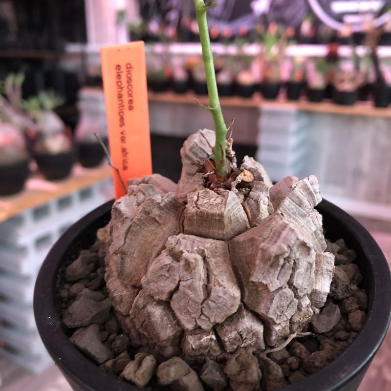 m*e様 アフリカ亀甲竜 楽天市場】コーデックス：アフリカ亀甲竜*塊根幅7cm 現品