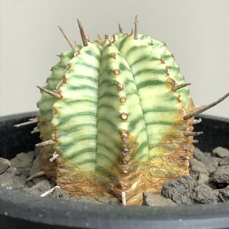 euphorbia  meloformis 錦《M size 》※現地球株発根済※小振り過ぎない良きサイズ感の綺麗な一株※mad black pot植え