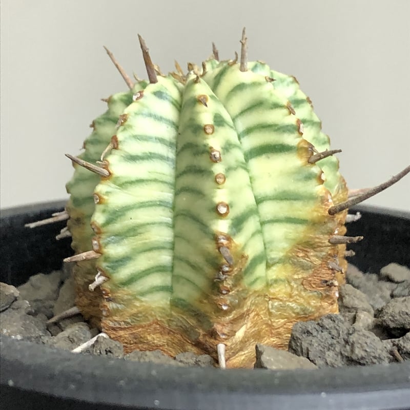 euphorbia meloformis 錦《M size 》※現地球株発根済※小振り過ぎな