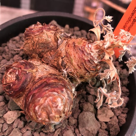 pelargonium  appendiclatum《大きめM size》※店主個人株‼︎現地球発根済株※実生株しかまず出回る事のない激希少‼︎驚愕4-he'd‼︎🤩※mad black pot植え