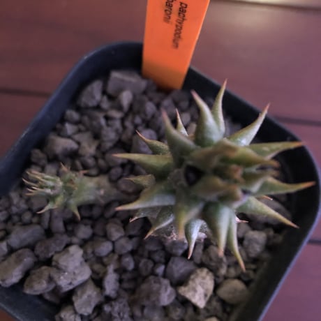 packypodium    baronii